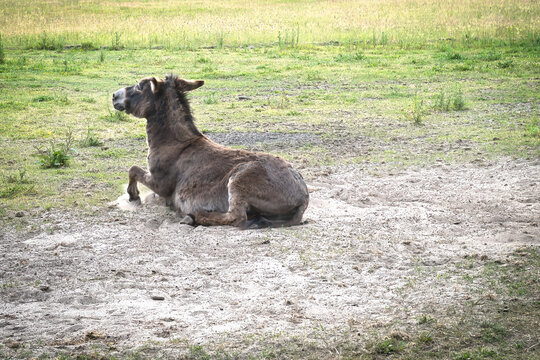 Donkey Sitting Up in the Sand on an Outdoor Pasture.