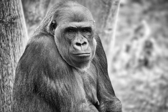 Resting Gorilla Portrait in Black and White.