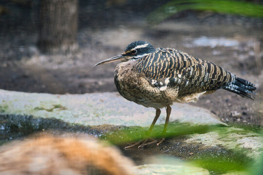 Sun bittern Standing on Rocky Ground Near the Water's Edge.