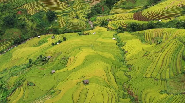 Cinematic drone pan of the surreal, untouched golden rice terraces in Lao Chai near Mu Cang Chai, Vietnam.