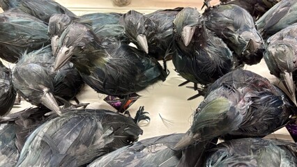 Fototapeta premium Pile of black feathered artificial crow decorations with gray beaks and clawed feet, displayed in a store bin, halloween props with dark iridescent feathers