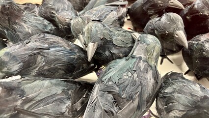 Fototapeta premium Pile of black feathered artificial crow decorations with gray beaks and dark eyes, displayed in a store bin, halloween props with glossy green and blue iridescent feathers