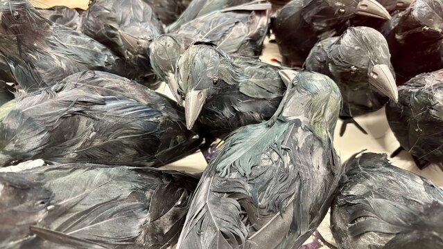 Pile of black feathered artificial crow decorations with gray beaks and dark eyes, displayed in a store bin, halloween props with glossy green and blue iridescent feathers