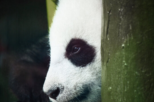 Giant Panda Close Up Portrait Behind a Tree Trunk.
