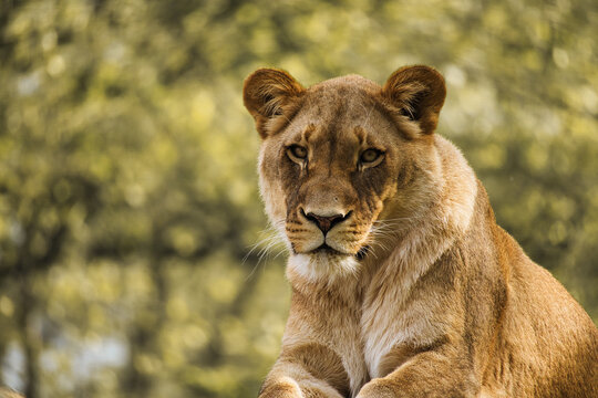 Majestic lioness looking attentively into nature.