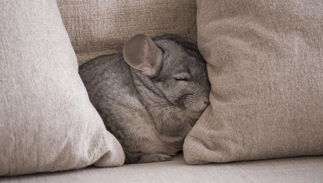 ベージュのクッションの間で眠るチンチラ