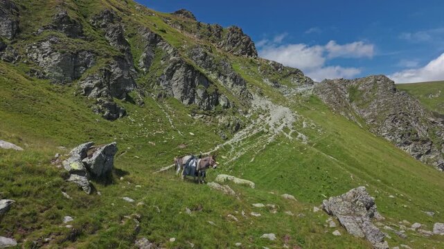 Donkeys Crossing Remote Transalpina Meadow
