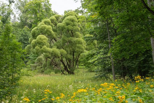 Salix fragilis Knack-Weide Bruch-Weide Habitus