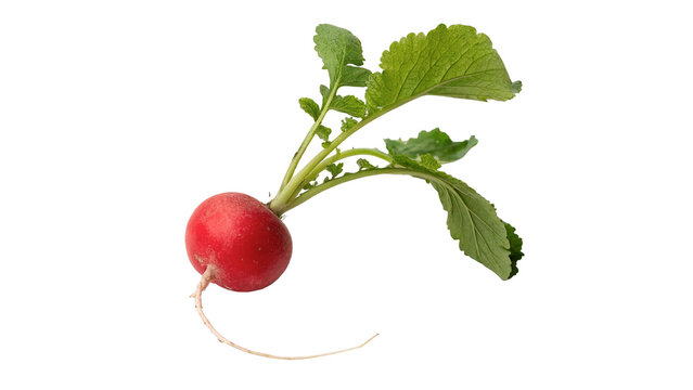 Single fresh raw red radish vegetable with green leaves isolated on transparent background