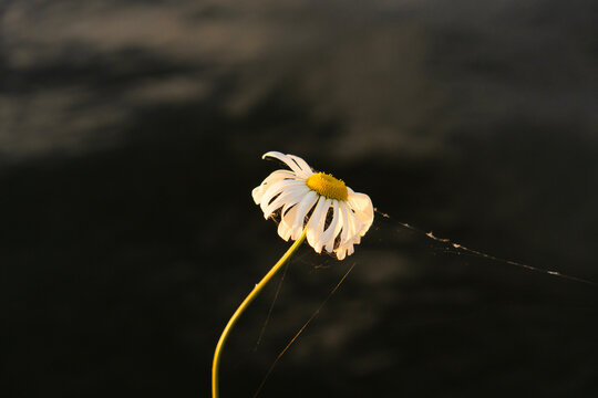 The oxeye daisy (commonly known as the marguerite) on the black bacground.