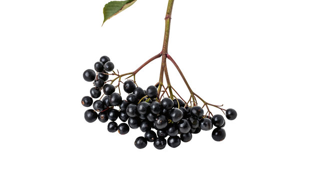 Small bunch of dry organic black elderberry berries isolated on transparent background