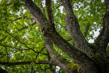 Fototapeta premium Majestic Ancient Oak Tree with Mossy Trunk and Green Canopy