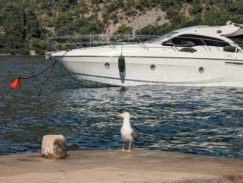 Seagull standing on a concrete pier with a white boat moored in the calm water background