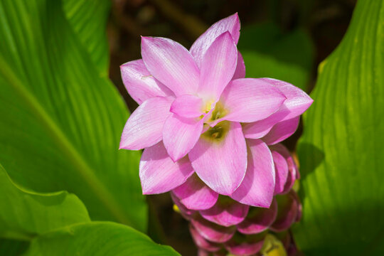 Siam Tulip Curcuma Petiolata Roxb., Patumma pink flower at Royal Park Rajapruek, Curcuma Zingiberaceae flower field botanical garden in Chiang Mai, Thailand