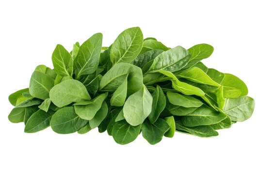 Fresh green murraya leaves neatly arr isolated on white background for product catalog, ecommerce, advertising and commercial design projects