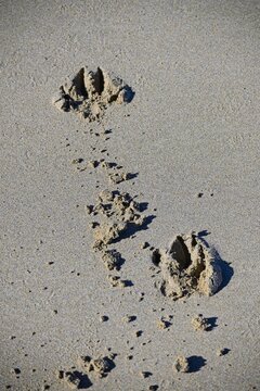 footprints in sand