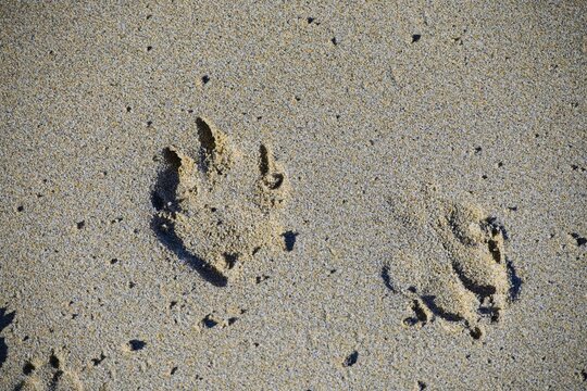 footprints in sand