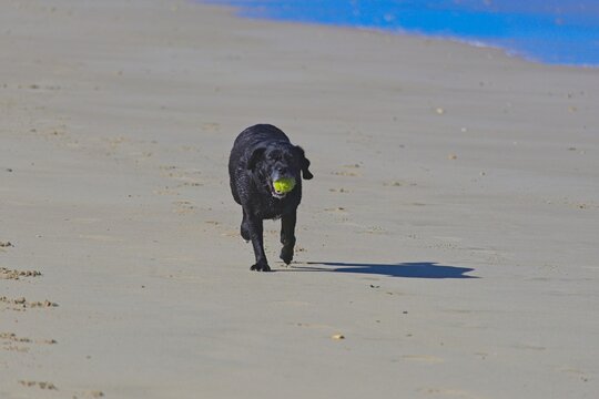 dog on a beach playing with tennis ball