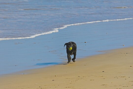 dog on a beach playing with tennis ball