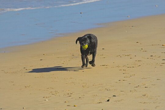 dog on a beach playing with tennis ball