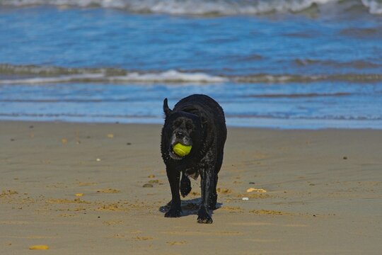 dog on a beach playing with tennis ball