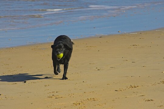 dog on a beach playing with tennis ball