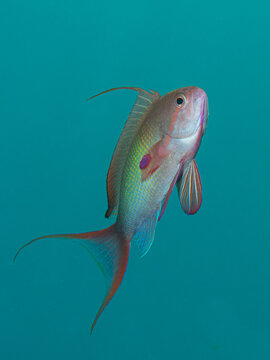 Portrait of a male Scalefin Anthias (Pseudanthias squamipinnis) shot in the Red Sea

