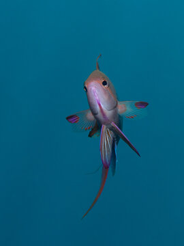 Portrait of a male Scalefin Anthias (Pseudanthias squamipinnis) shot in the Red Sea