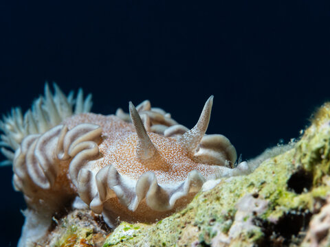 Hikueru Glossodoris (Glossodoris hikuerensis) nudibranch shot in Red Sea

