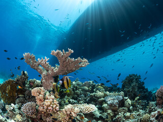 Sunbeams stream past the hull of a boat lighting up the coral reef in the Red Sea © Justin