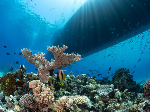 Sunbeams stream past the hull of a boat lighting up the coral reef in the Red Sea