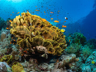 Yellow Cabbage Coral (Turbinaria reniformis) surrounded by fish on a healthy Red Sea Reef   © Justin