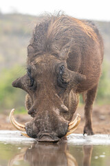 Warthog drinking water at a waterhole in Africa © fsanchex
