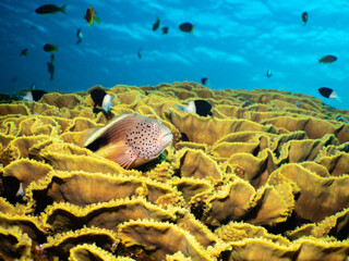 A Hawkfish rests on Yellow Cabbage Coral (Turbinaria reniformis) in the Red Sea   © Justin