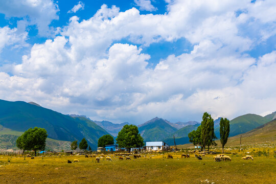 Flock of sheep grazes in a dry grassy field surrounded by trees and simple buildings. Green mountains rise in the background under a partly cloudy sky.