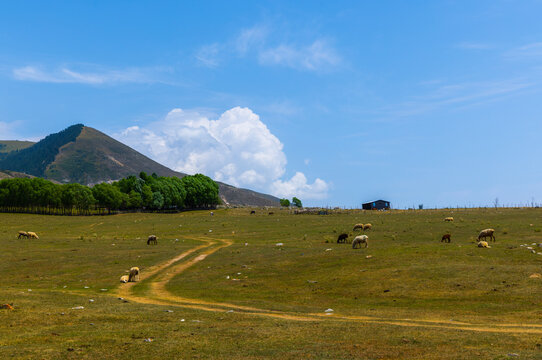 Flock of sheep grazes on a vast green field under a blue sky with white clouds. A winding dirt path cuts through the foreground, leading to a dark building on a rise.
