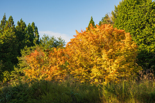 日本の岡山県真庭市の蒜山高原の美しい紅葉