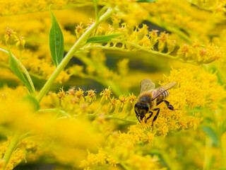 Bee gathers nectar from yellow flowers in a sunlit meadow. Macro nature scene shows pollination and seasonal wildflower detail. Image supports ecology © Maria Moroz