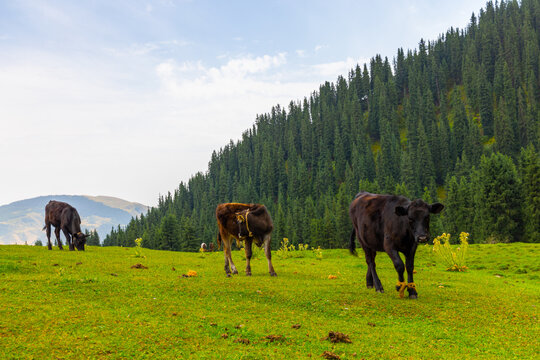 Three cows are grazing on a grassy hillside. A brown cow with a yellow rope around its neck and a black cow with a rope around its legs are visible against a backdrop of evergreen trees.