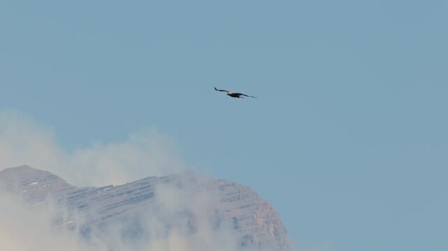 Eastern imperial eagle lat. Aquila heliaca, flying against a clear blue sky, captured in slow motion. A large bird of prey hovers in search of prey..
