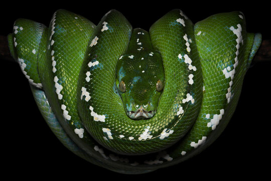 Detailed head and body pattern of an Aru Green tree python in a coiled pose, Aru Green tree pythons (Morelia viridis) coiled against a black background