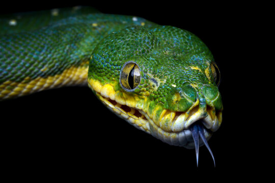 Green tree python Morelia azurea pulcher closeup isolated on black background, Green tree python snake closeup head, Indonesian python snake