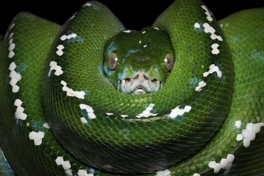 Detailed head and body pattern of an Aru Green tree python in a coiled pose, Aru Green tree pythons (Morelia viridis) coiled against a black background