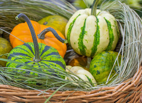 Close view of assorted striped and speckled ornamental gourds and small pumpkins nestled in dry grass inside a woven wicker basket at harvest time
