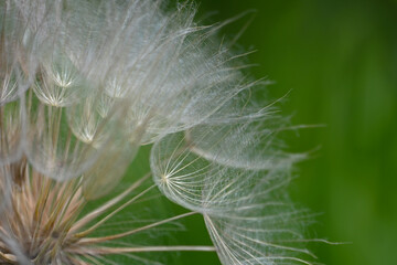 Macro close-up of a dandelion seed head (Taraxacum officinale), showing delicate white parachute-like seeds arranged in a spherical structure, ready to disperse in the wind. © PaulSat