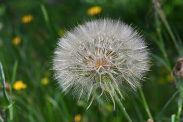 Macro close-up of a dandelion seed head (Taraxacum officinale), showing delicate white parachute-like seeds arranged in a spherical structure, ready to disperse in the wind. © PaulSat