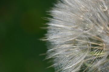 Macro close-up of a dandelion seed head (Taraxacum officinale), showing delicate white parachute-like seeds arranged in a spherical structure, ready to disperse in the wind. © PaulSat