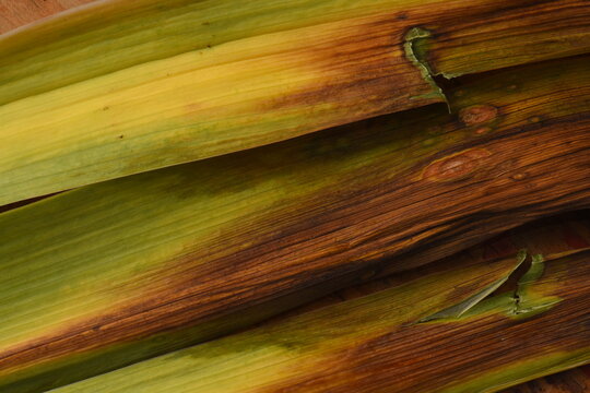 A botanical abstract background featuring several gladiolus leaves arranged in a row, showing a natural transition from fresh green to dried brown textures.