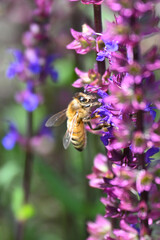 Honeybee (Apis mellifera) collecting nectar and pollen from purple lavender flowers in a garden. Close-up of a pollinator visiting aromatic blooms, highlighting biodiversity and plant reproduction © PaulSat