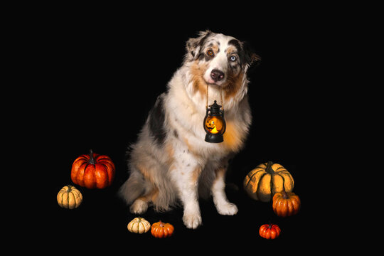 Aussie dog with pumpkin lantern lamp in root with pumpkins. Black Background real photo